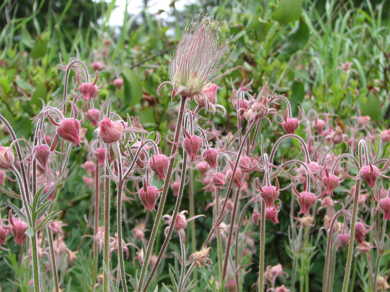  prairie smoke flowers Lolo National Forest Montana
